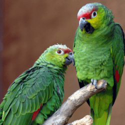 Papagaio-diadema