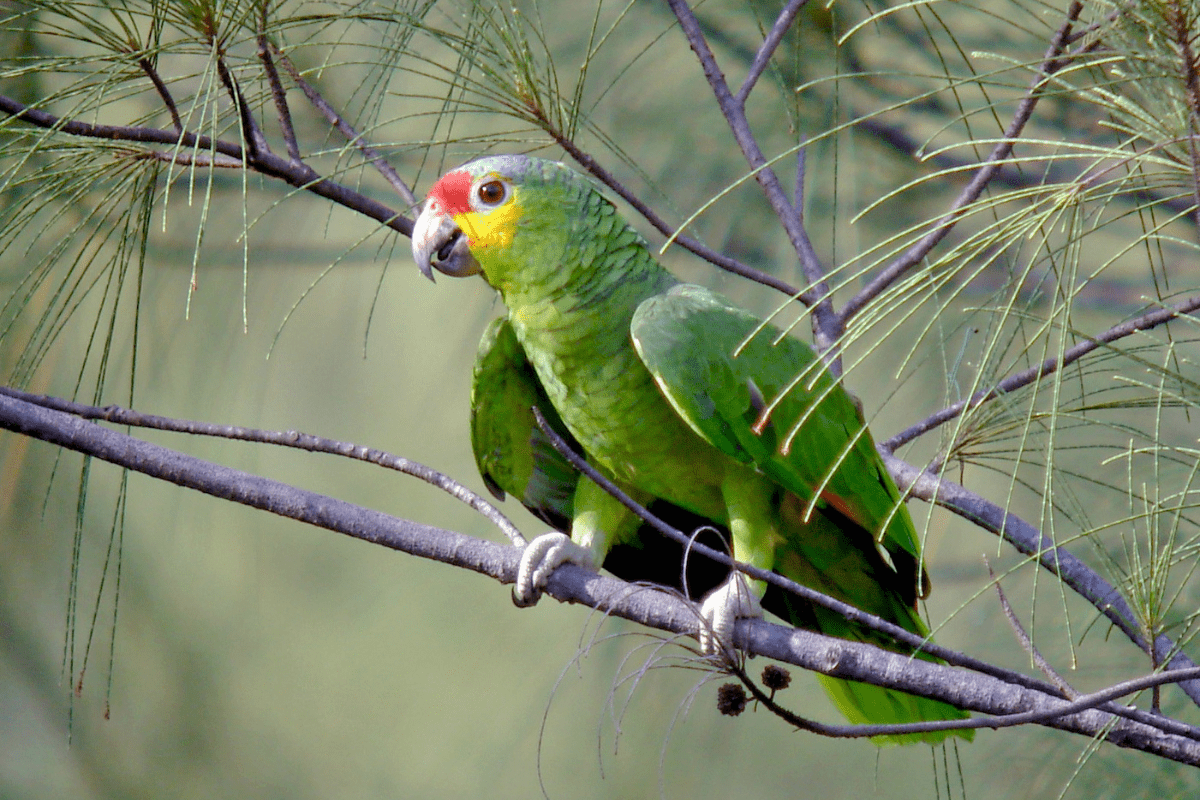 Papagaio-diadema em galho de árvore livre em seu habitat natural