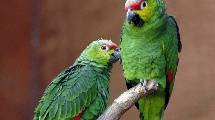 Papagaio-diadema
