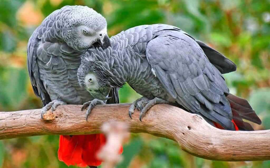 Papagaio-do-congo