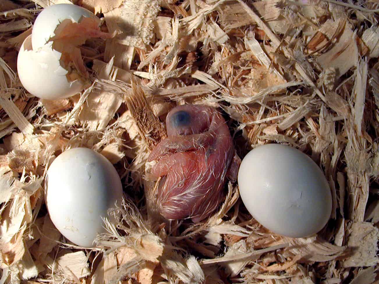 Ninho com ovos do papagaio-do-congo e filhote da ave