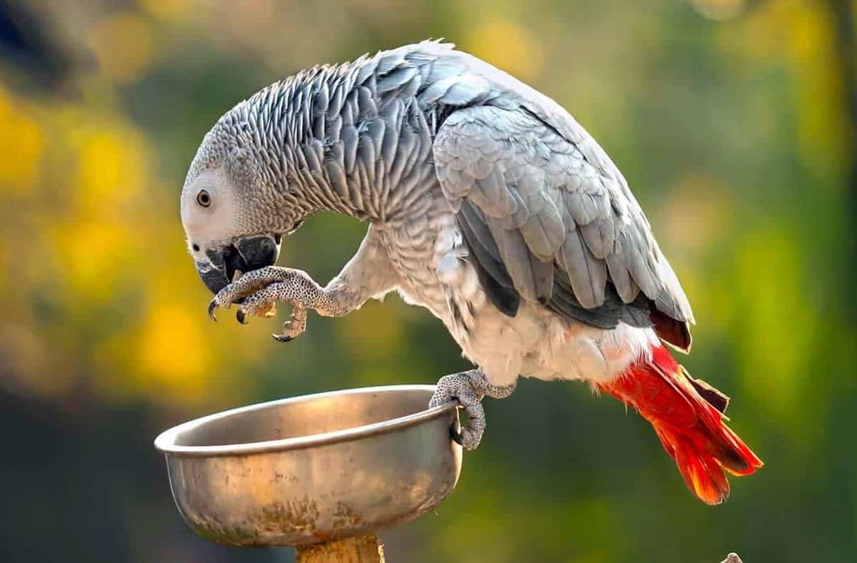 Papagaio-do-congo em cima de vasilha metálica roendo a pata