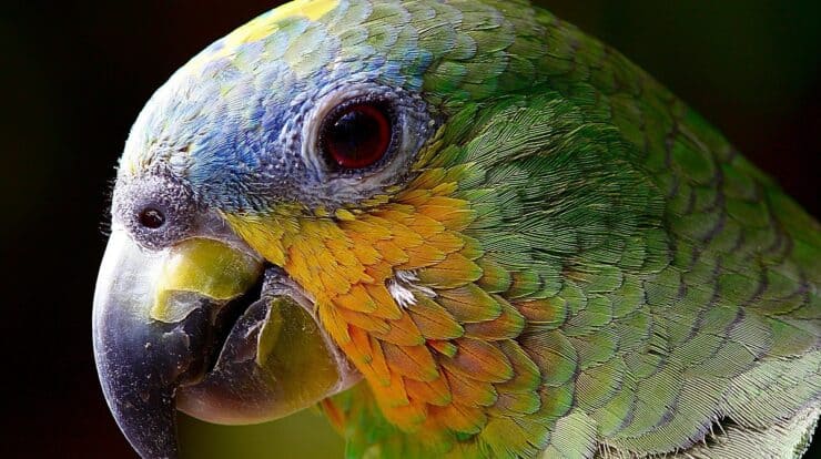 Papagaio-do-mangue