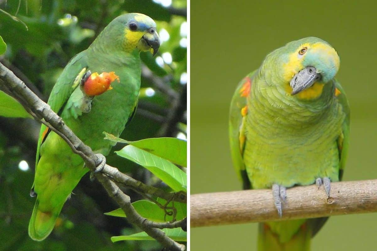 Montagem com dois papagaios-do-mangue na natureza