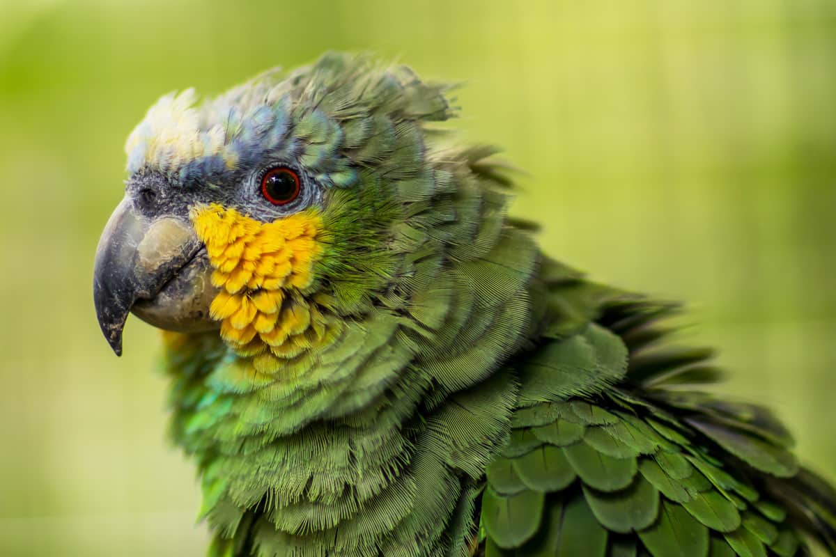 Papagaio-do-mangue na natureza com plumagem arrepiada