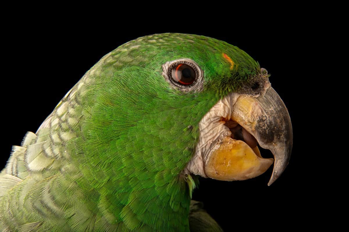 Foco no rosto do Papagaio-dos-Garbes e sua plumagem