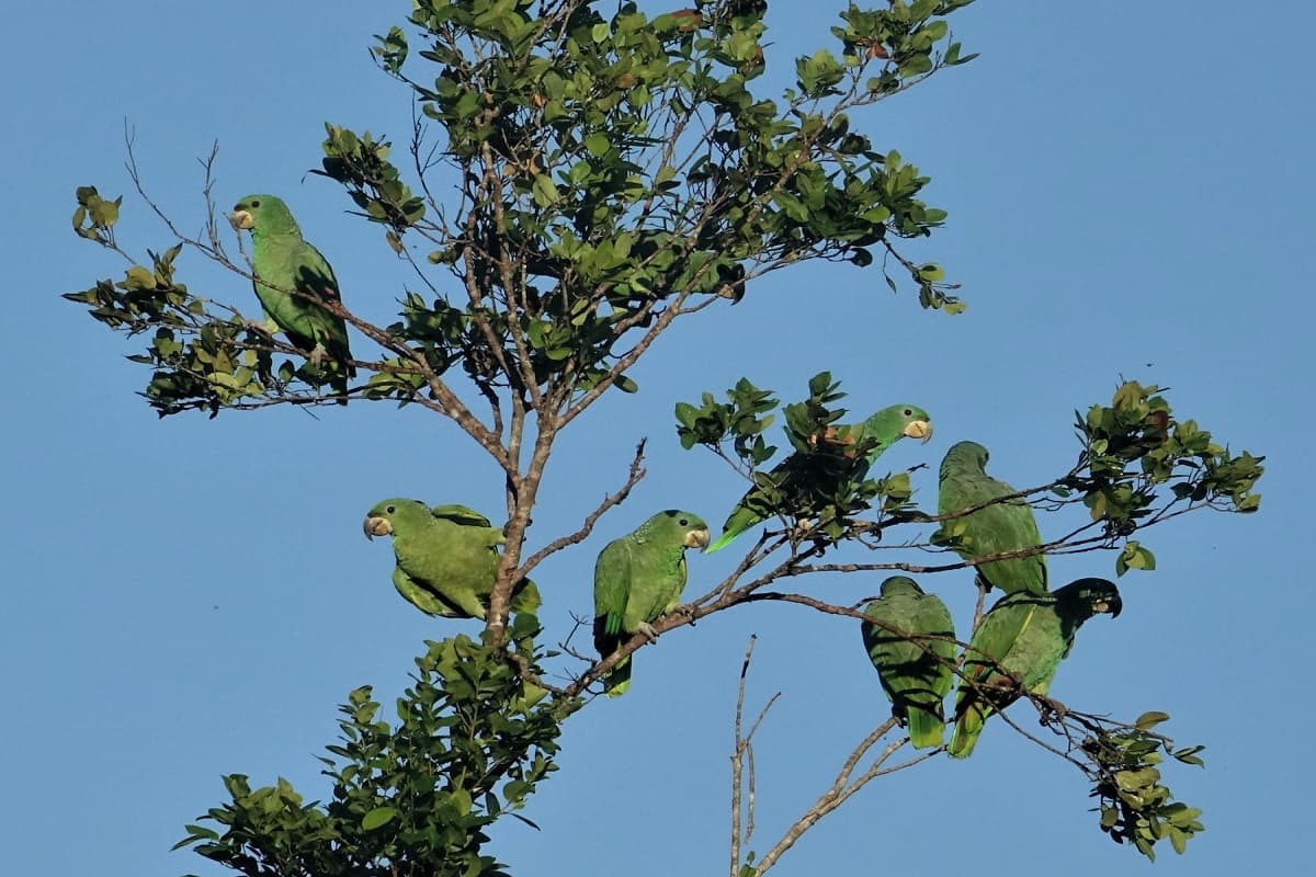 Papagaio-dos-Garbes