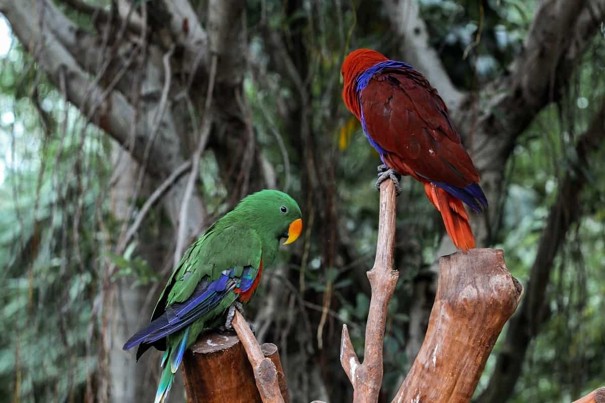 Dois Papagaios-ecletus em cima de um galho