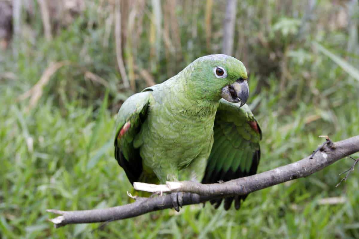 Papagaio-moleiro na natureza sentado em galho fino de árvore