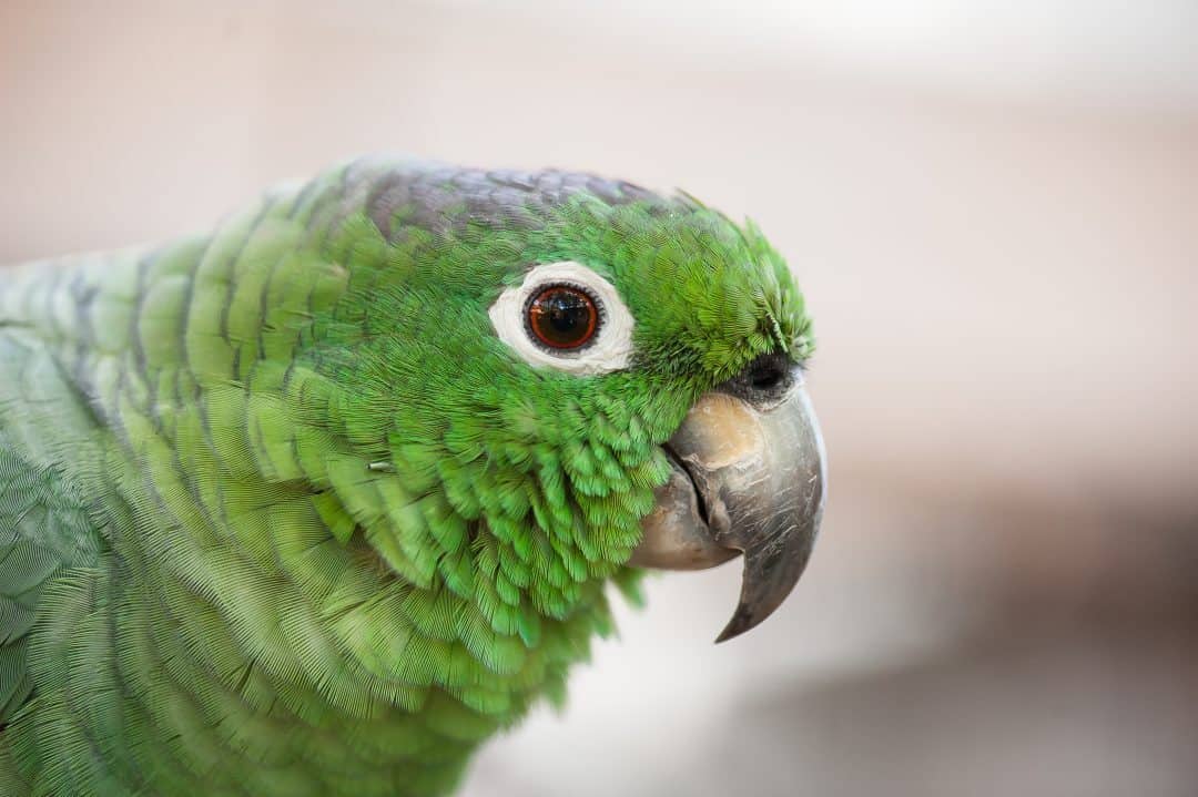 Rosto do papagaio-moleiro com sua plumagem vista de bem perto