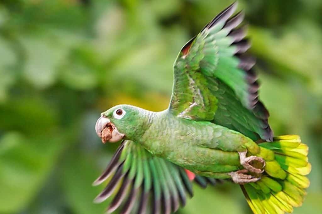Papagaio-moleiro voando com alguma comida na boca solto na natureza