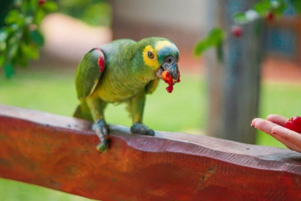 Papagaio comendo fruta sobre poleiro grosso de madeira na cor vermelha