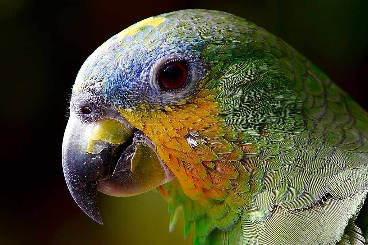 Foco em plumagem do rosto do papagaio
