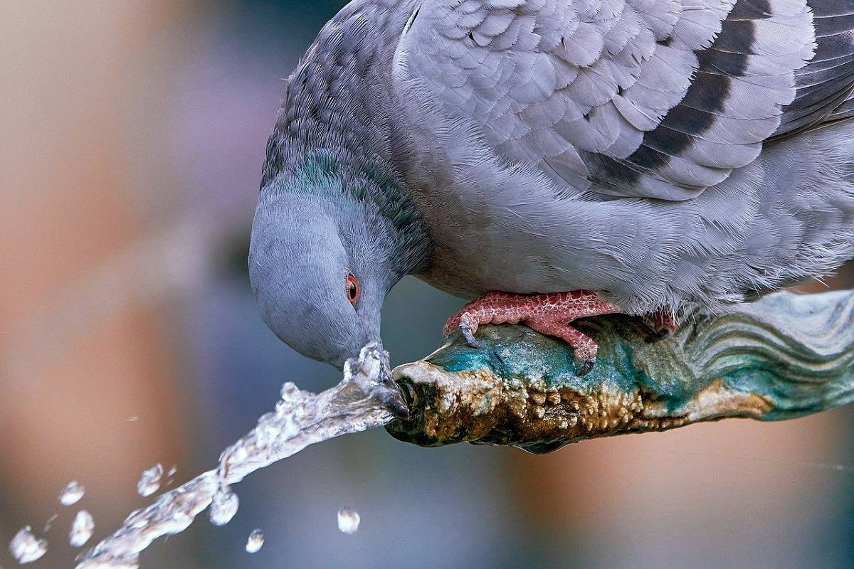 Imagem de pombo tomando água em local similar à fonte