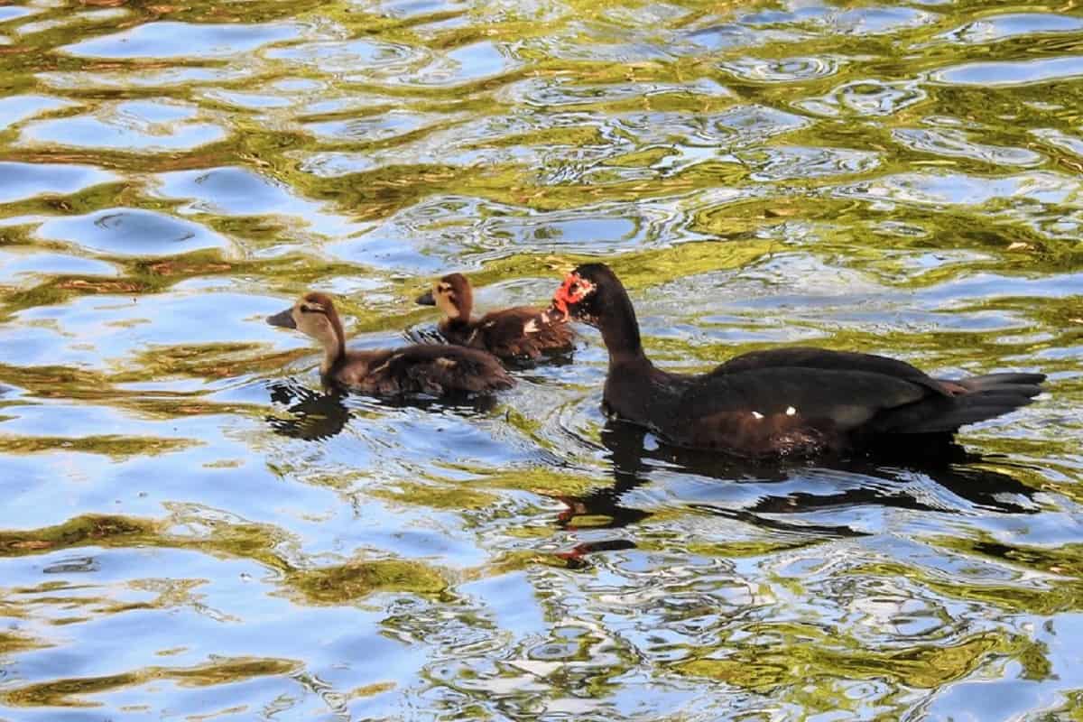 Pato-bravo com dois filhotes nadando em lagoa de água calma