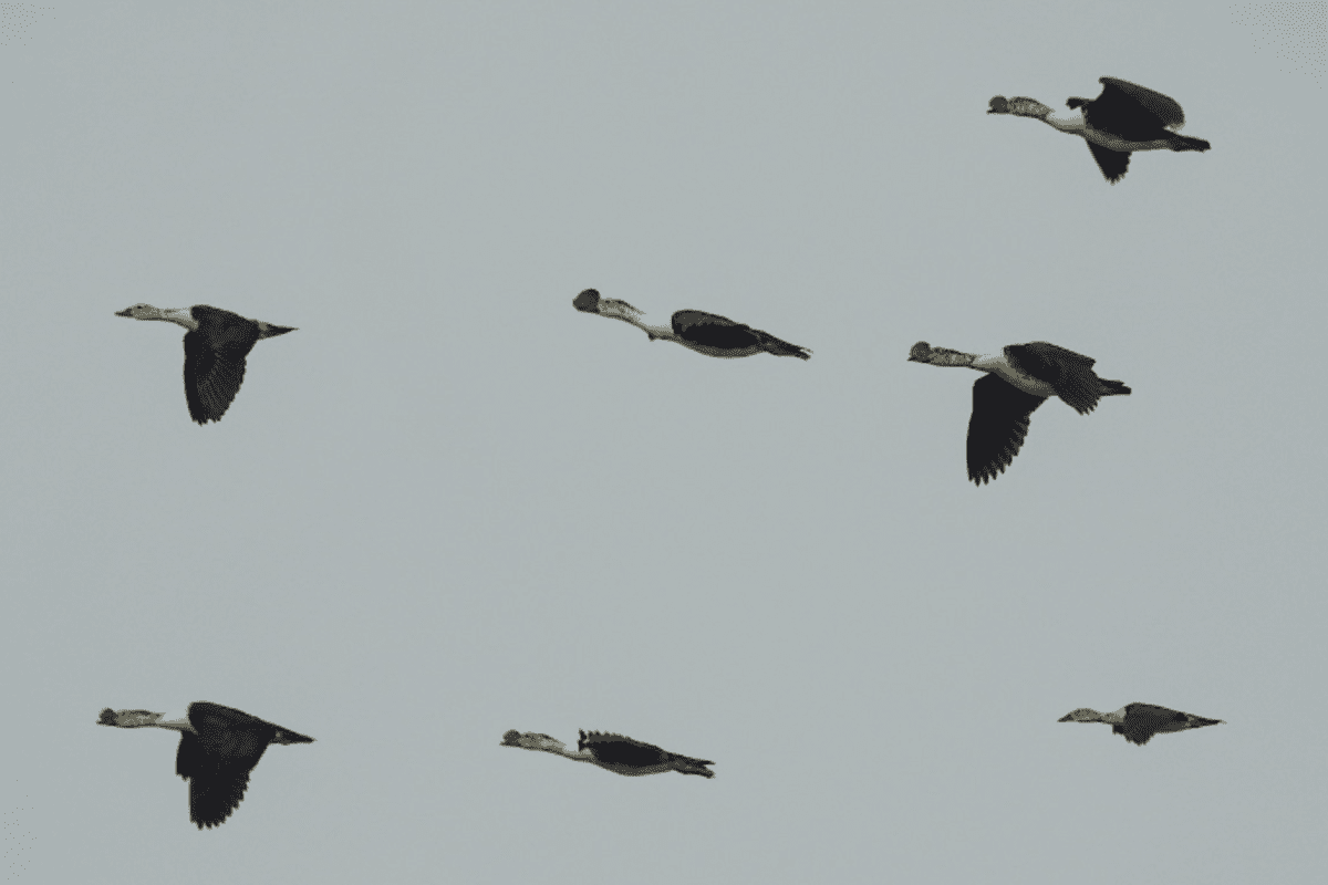 Patos-de-crista voando em bando na natureza