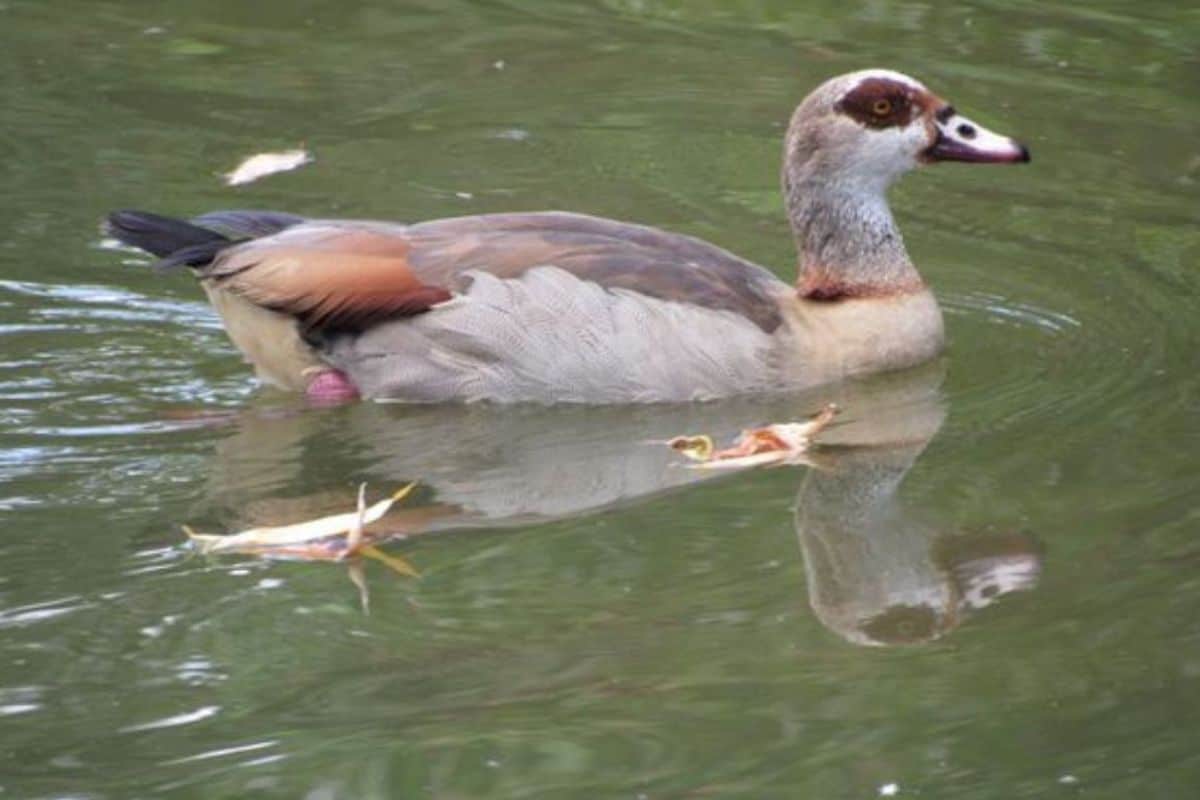 Pato-do-mato avistado em lago enquanto nada ao lado de folhas secas que boiam na água