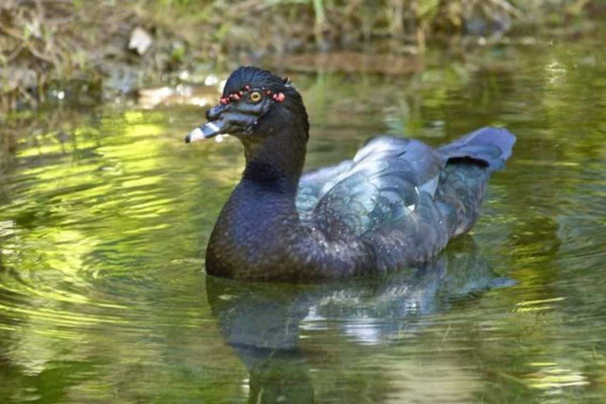 Pato-do-mato em fotografia de frente durante nado em lago