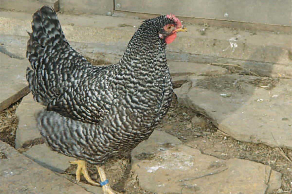 Imagem de galinha com identificação na canela e andando sobre piso de pedras de concreto