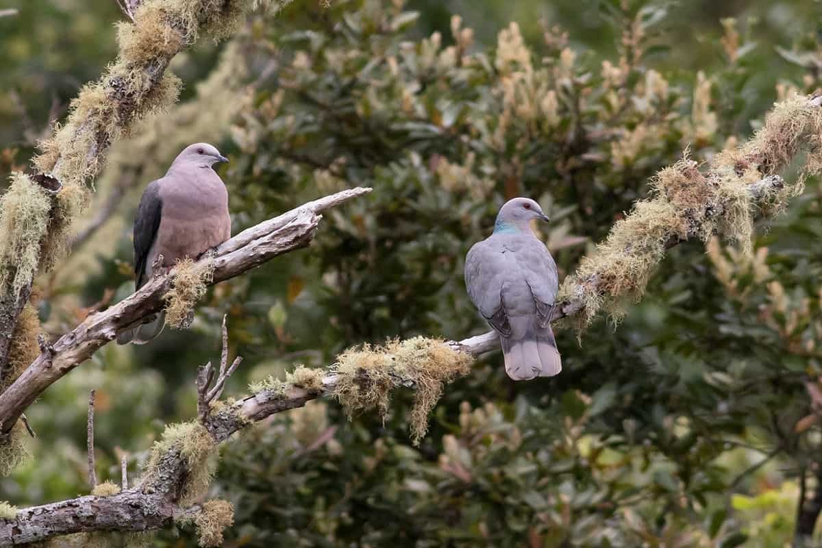 Casal de pombos-de-cauda-anelada sentados em galho de árvore meio seca em seu habitat natural
