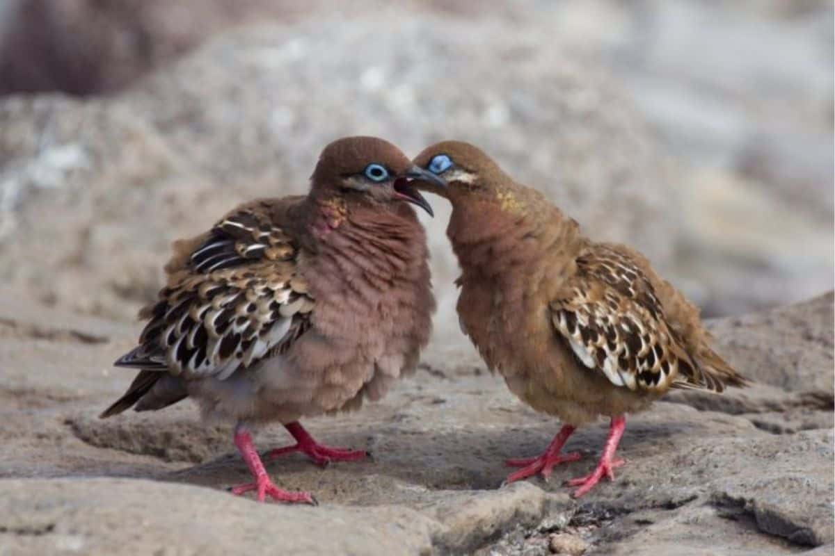 Casal de pombo-dos-Galápagos na natureza se bicando