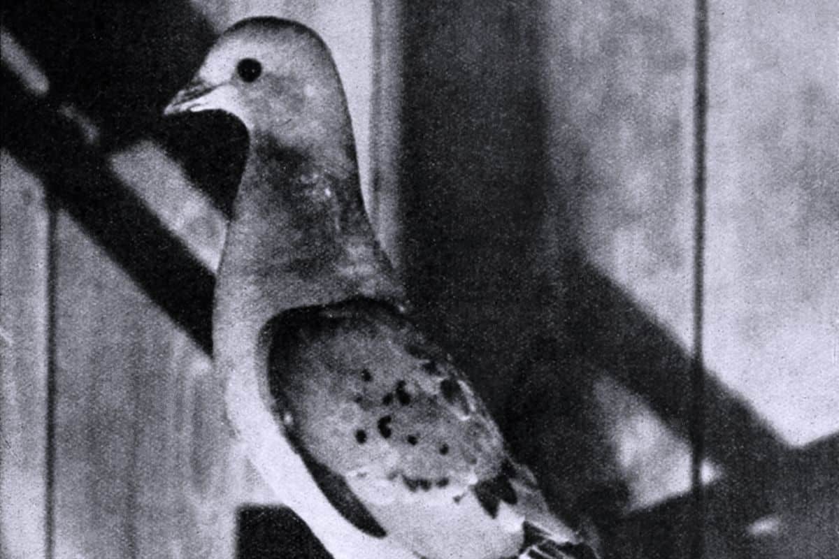 Imagem em preto e branco de animal extinto, que acredita-se ser o pombo-passageiro