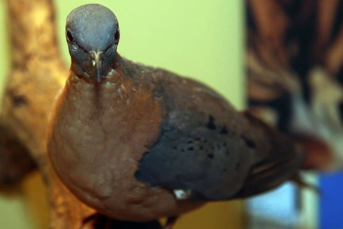 Imagem frontal de pombo-passageiro colorida após sua extinção