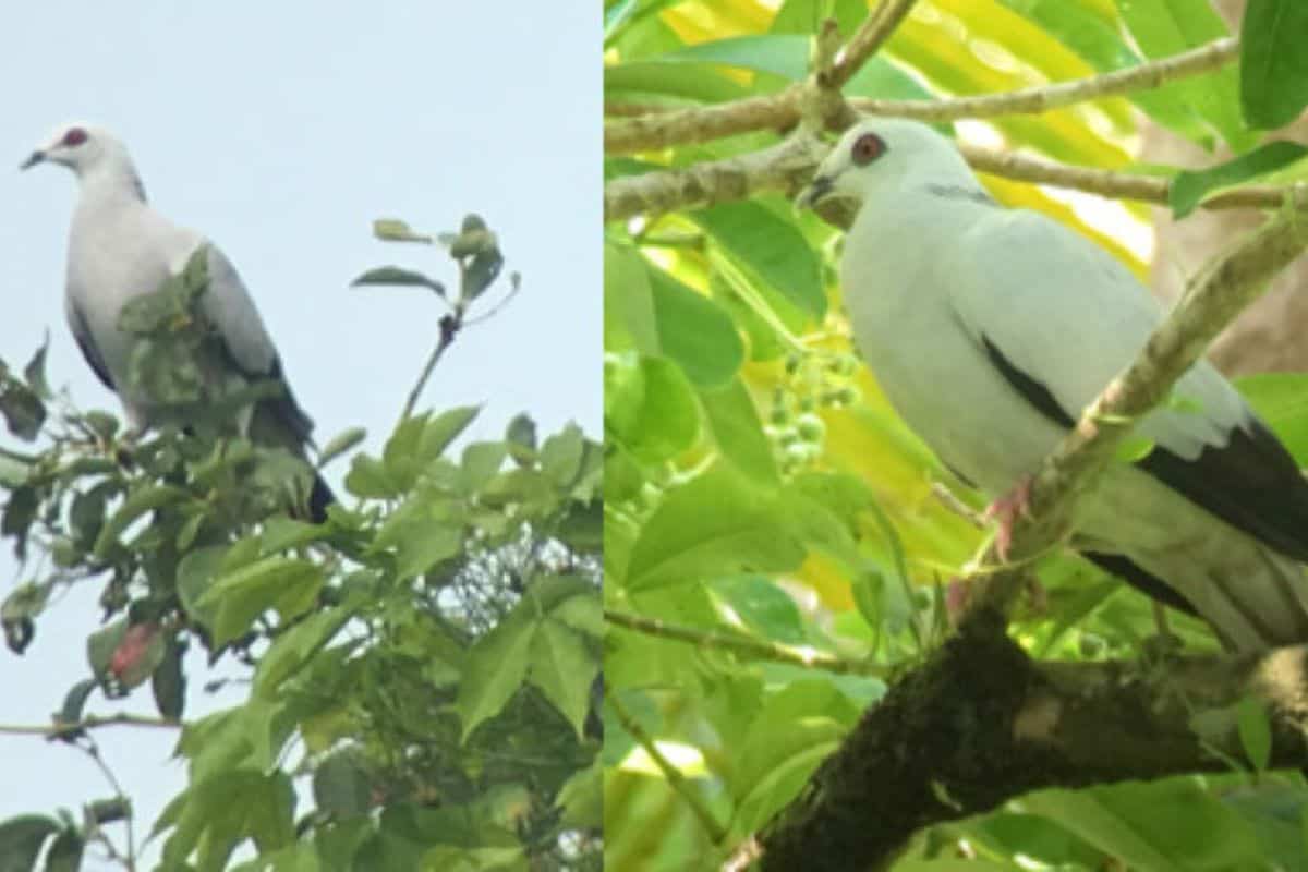 Montagem com duas fotos do pombo-prateado na natureza