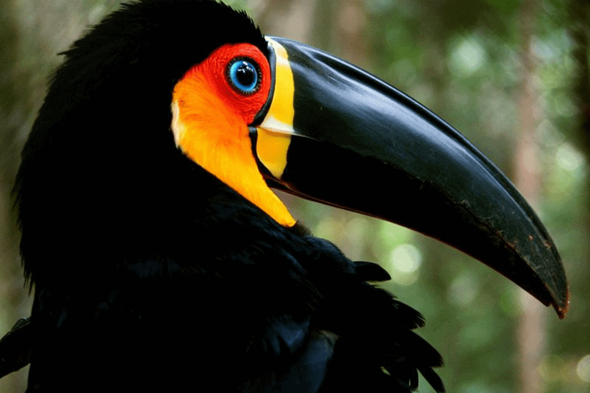 Tucano na natureza com plumagem em foco