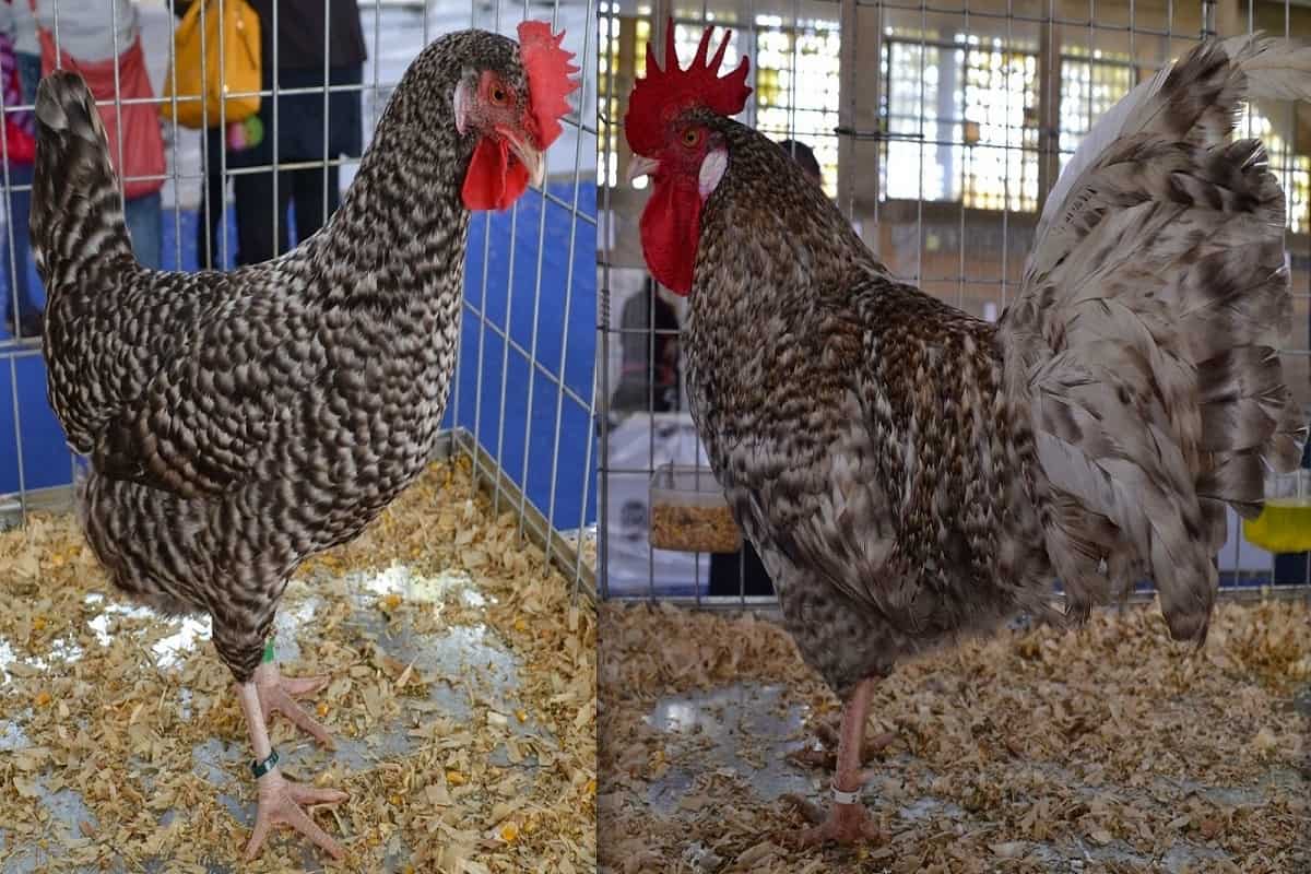 Montagem com galo e galinha de raça utrerana em gaiola com telas de metal