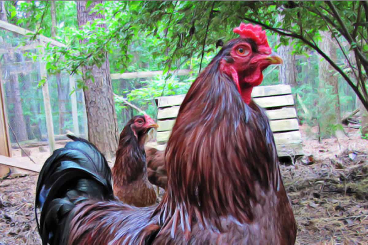 Galo e galinhas buckeye em terreiro soltos