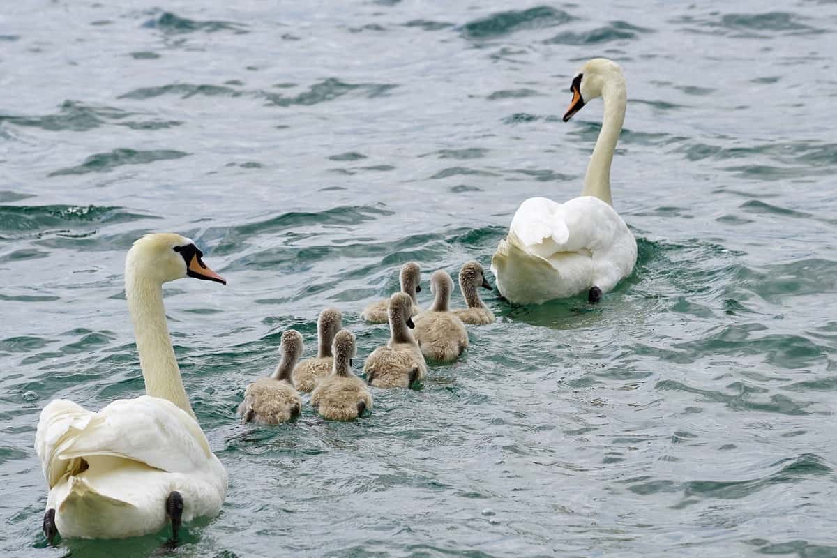 família de cisnes no lago nadando em fila