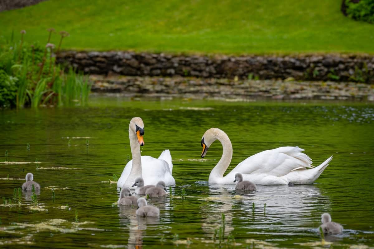 dois cisnes brancos em um lago