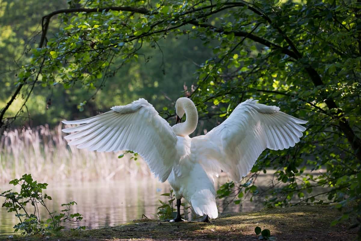 cisne branco com as asas abertas
