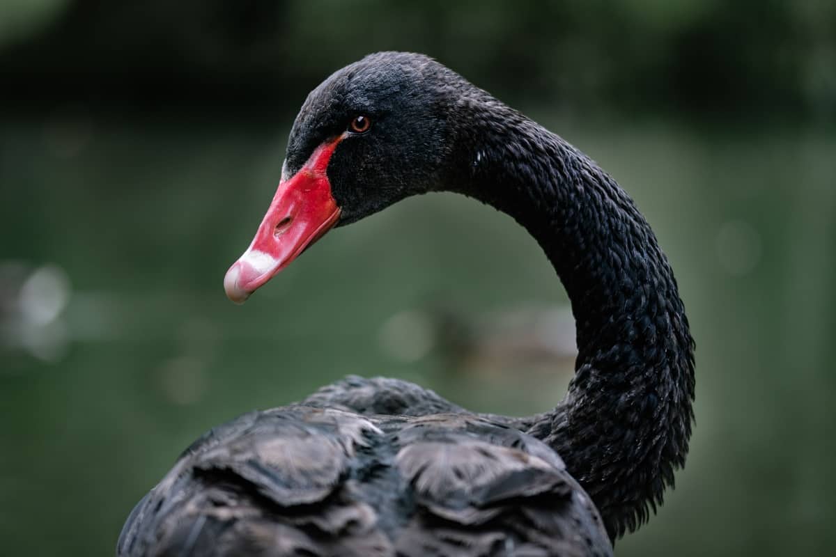 close de um cisne negro com bico vermelho