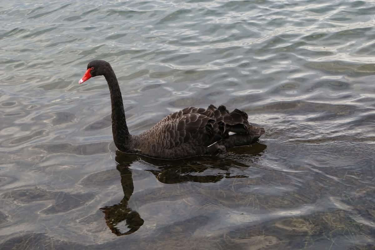 cisne negro nadando no rio