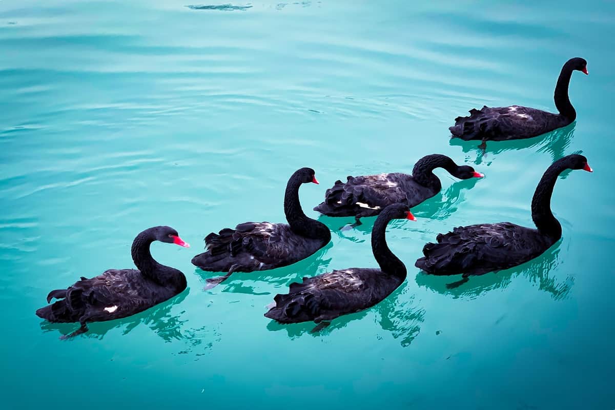 bando de cisnes negros nadando