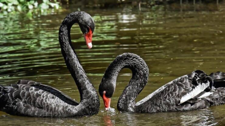 dois cisnes negros na lagoa