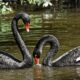 dois cisnes negros na lagoa