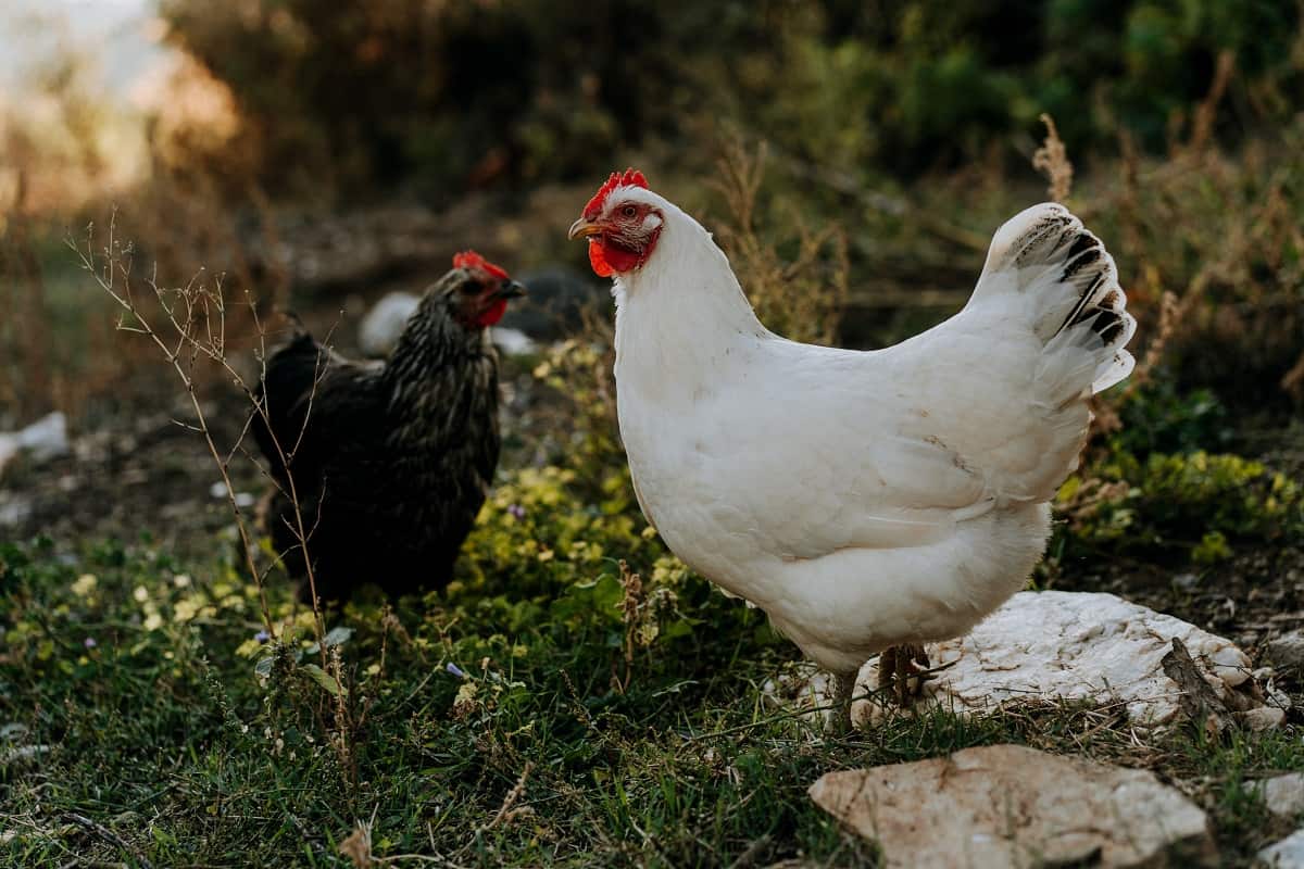 duas galinhas no mato, uma preta e outra branca