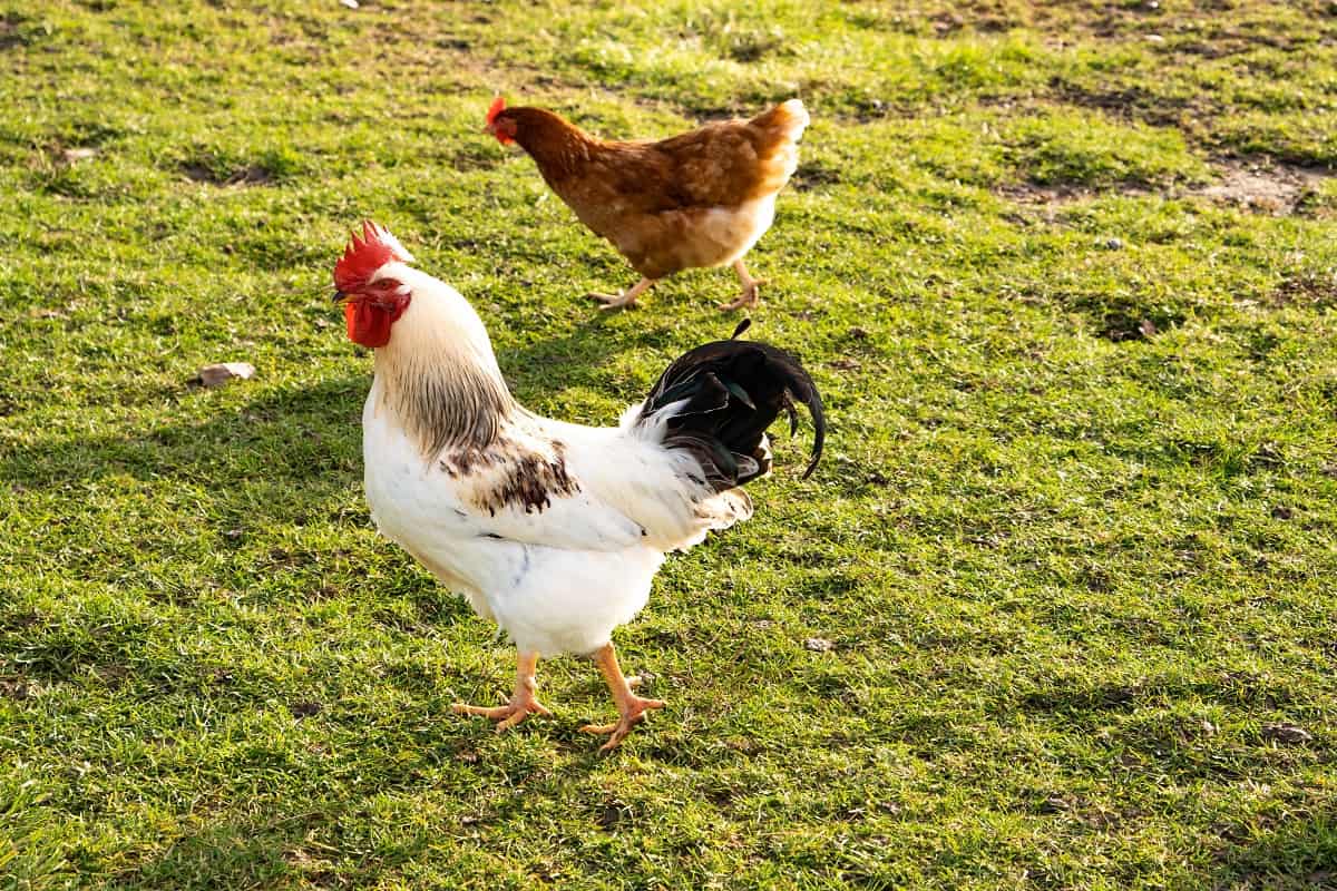 duas galinhas na grama verde, uma marrom e outra branca e preta