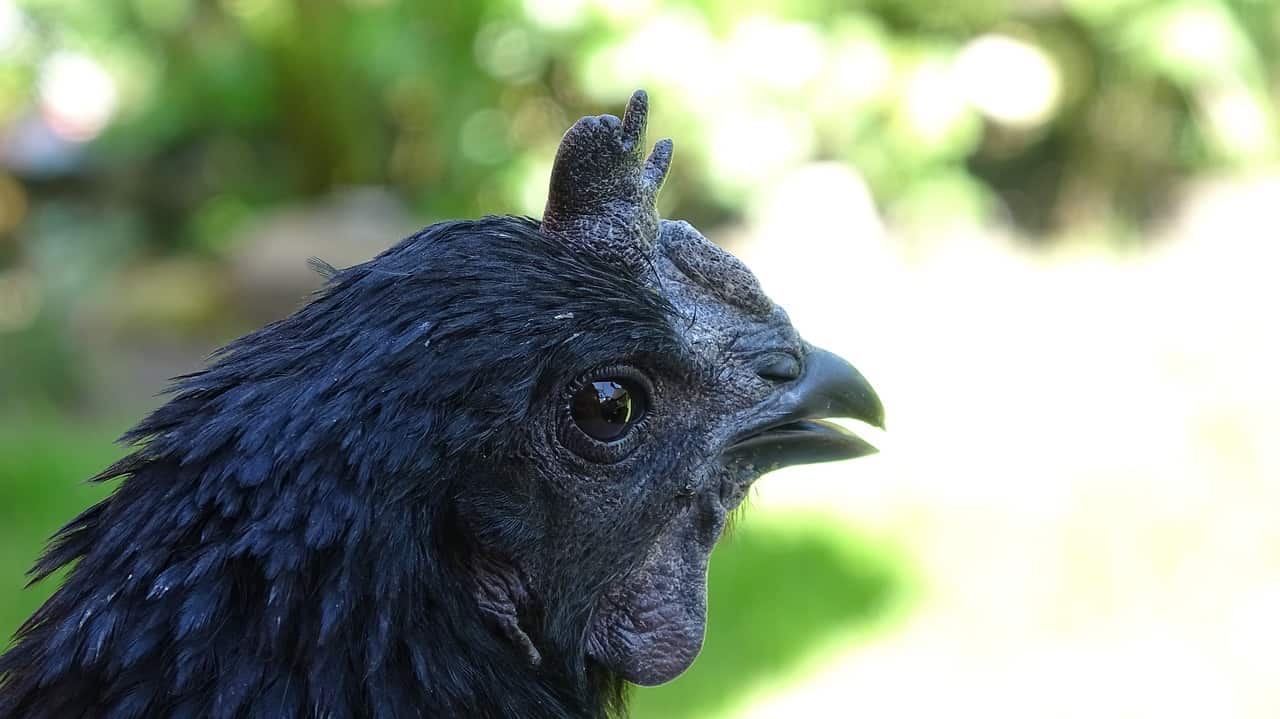 galinha java negra