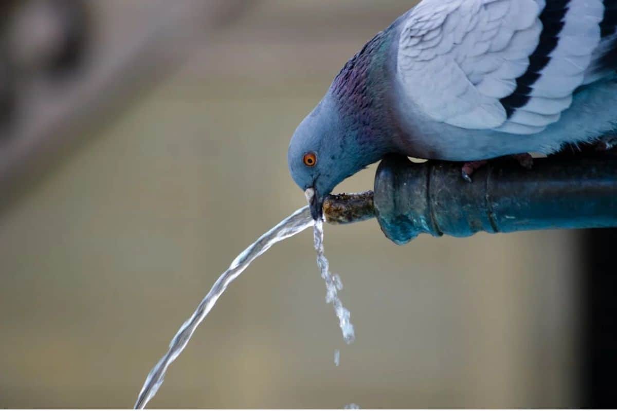 pombo comum bebendo água