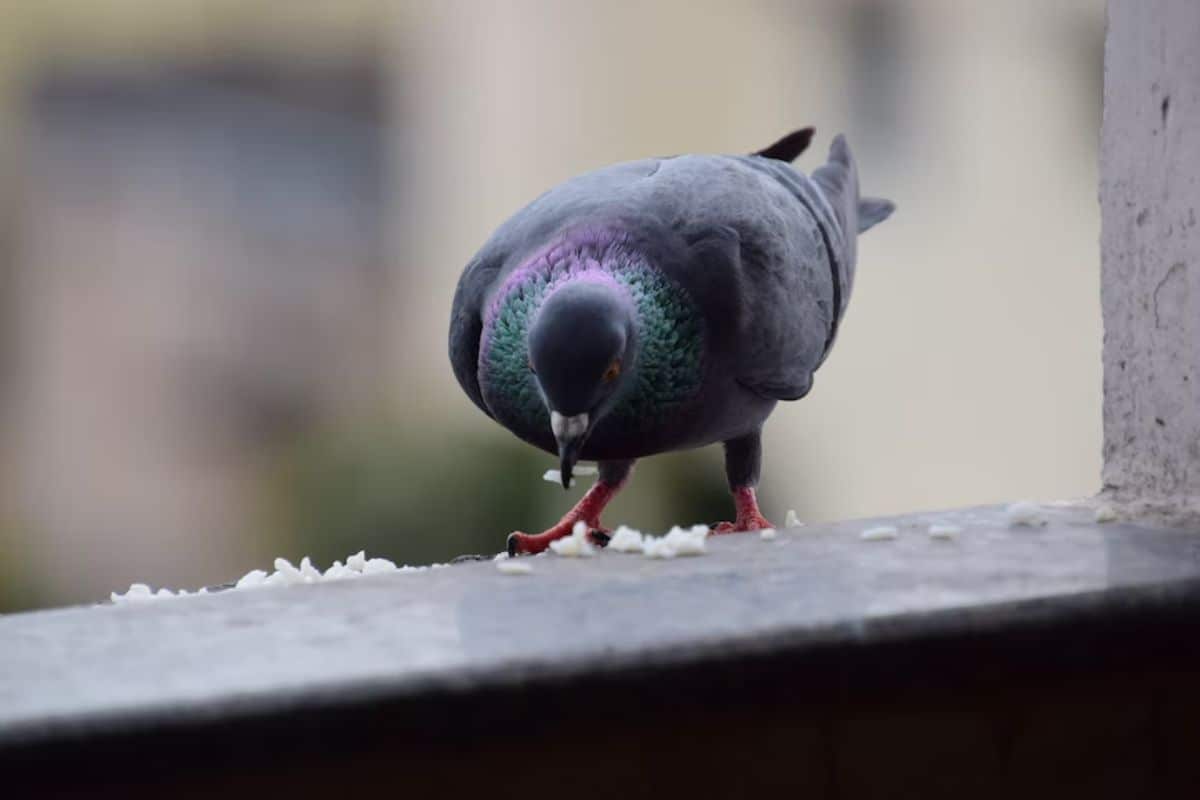 pombo comum comendo